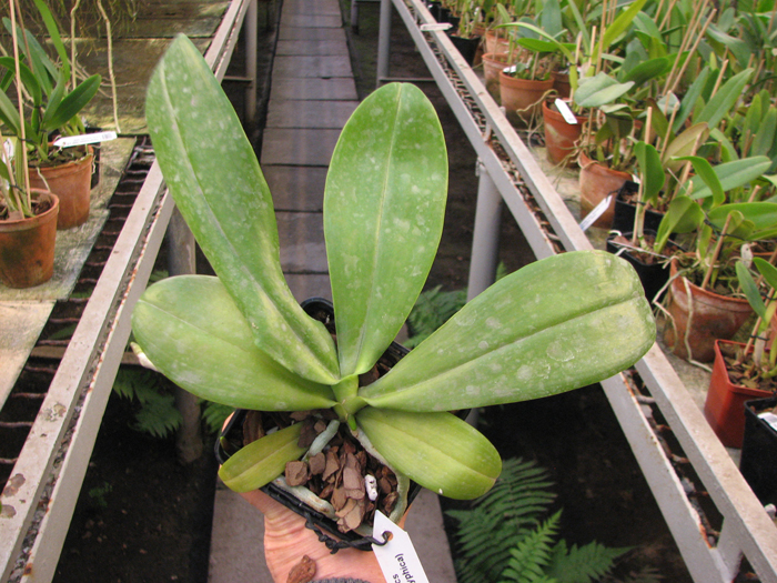 Phalaenopsis Chienlung Mosaics).jpg