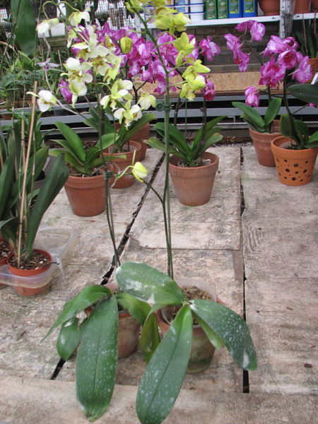 Phalaenopsis stuartiana (Yellow Strain).jpg
