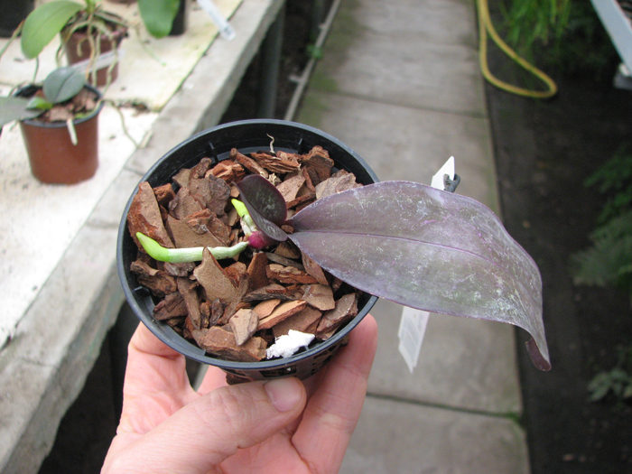 Phalaenopsis stuartiana yellow x sib.jpg