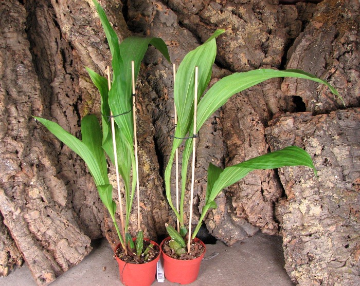 Lycaste Fire Bird.JPG