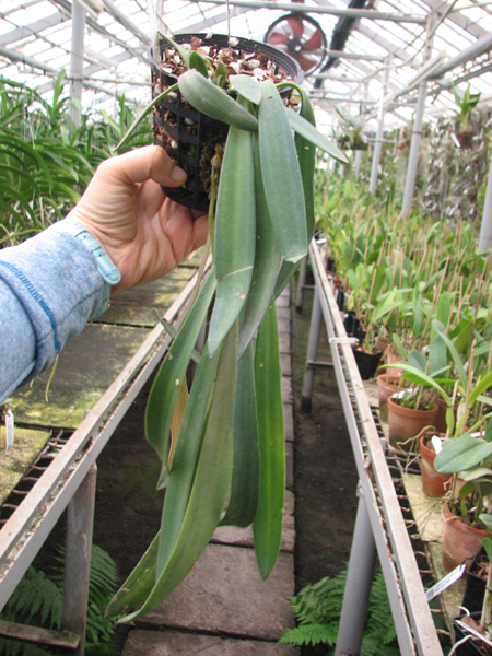 Masdevallia caesia.jpg