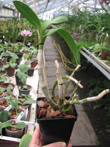 Dendrobium Kultana Fancy.jpg