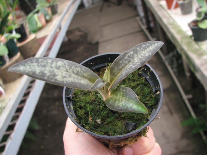Habenaria rhodocheila 'Pink'.jpg