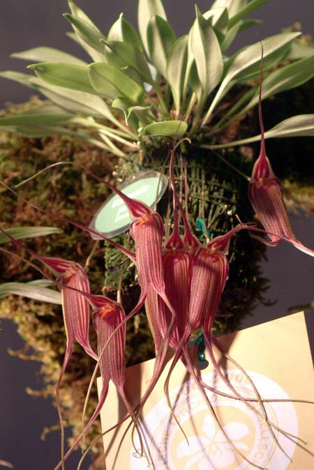 Masdevallia patula .jpg