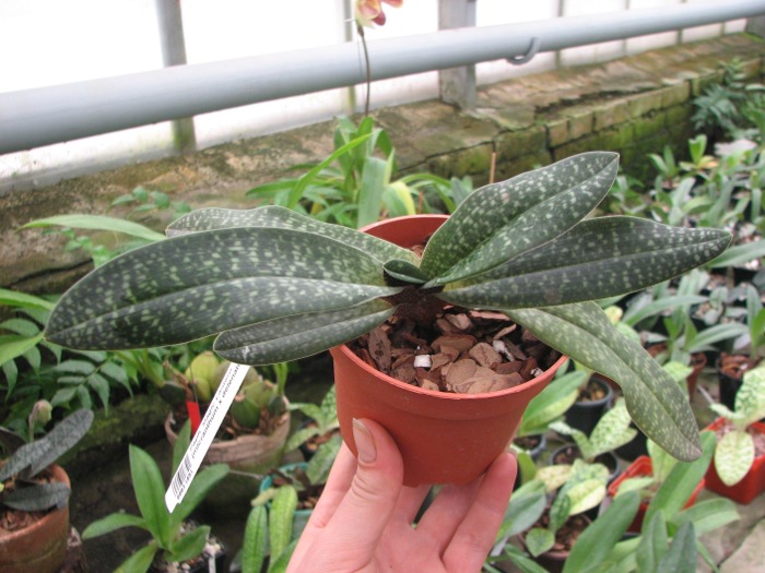 Paphiopedilum Magic Lantern (micranthum x delenatii).JPG
