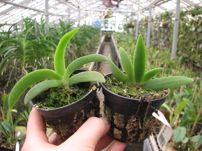 Angraecum leonis.JPG