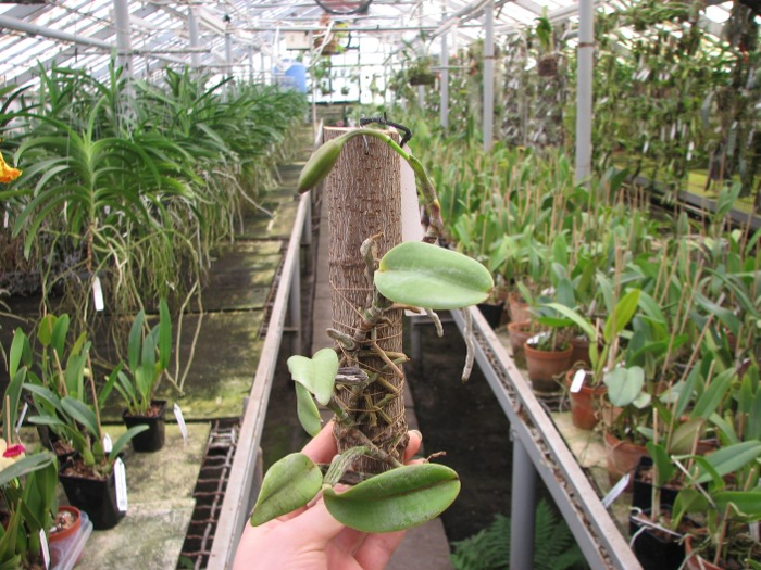 Cattleya walkeriana var. princeps.JPG
