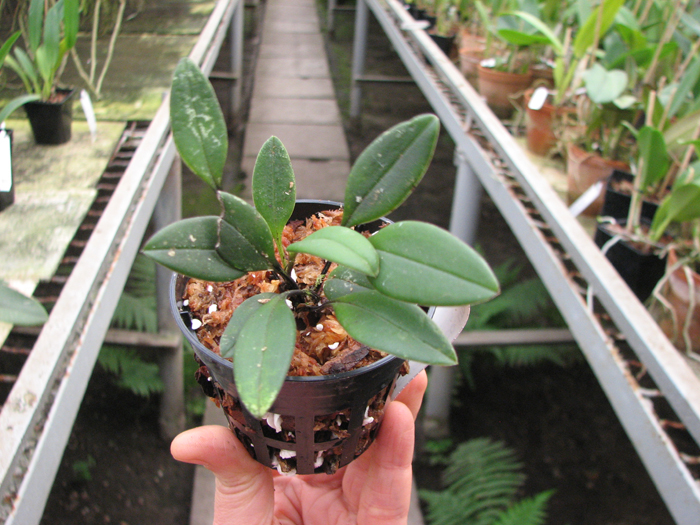 Masdevallia deformis.jpg