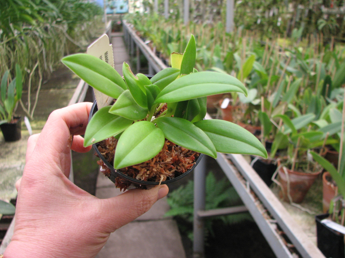 Masdevallia hirtzii.jpg