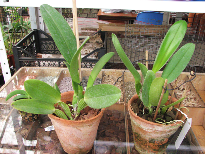 Cattleya gaskelliana 'Da Norma Dreher' x self.jpg