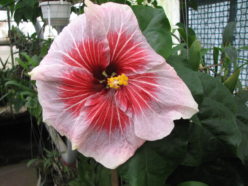 Hibiscus Red Glare.jpg