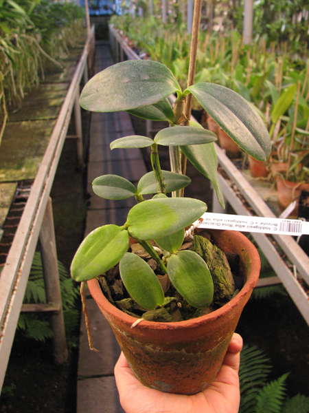 Cattleya loddigesii alba 'Rina Graciano Brizola' x Cattleya loddigesii alba 'HI'.jpg