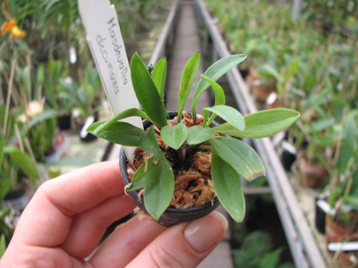Masdevallia decumana.JPG