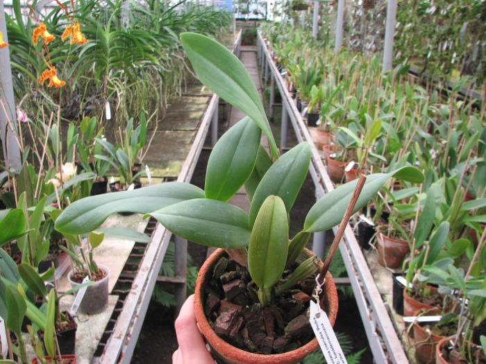 Cattleya lueddemanniana coerulea 'Pedra Azul' XXX x Cattleya lueddemanniana coerulea 'Caribe'.JPG
