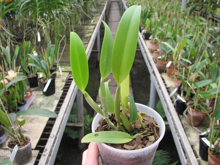 Cattleya lueddemanniana coerulea 'Lena' x Cattleya lueddemanniana coerulea 'Celeste'.JPG