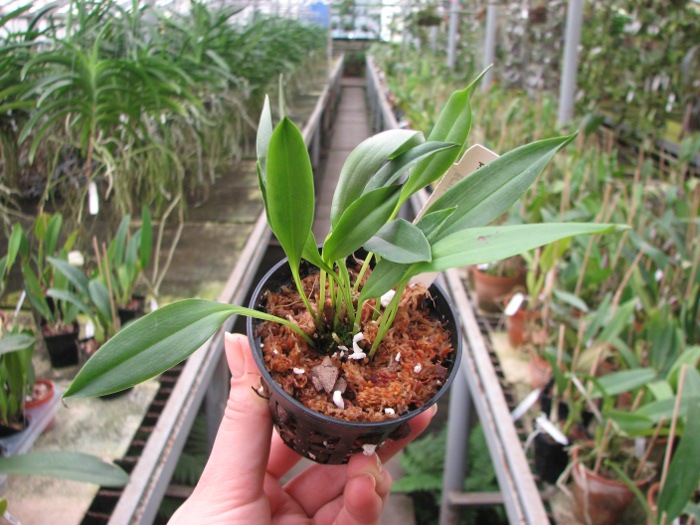Masdevallia patula.JPG