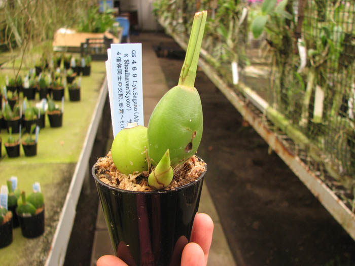 Lycaste Sagano (Abou Sunset Pink x Shoalhaven Kyoto).jpg