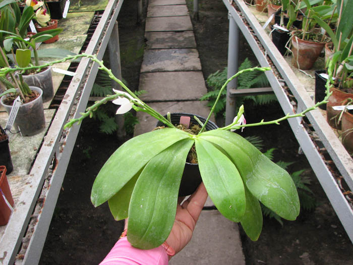 Phalaenopsis tetraspis 'C#1'.jpg