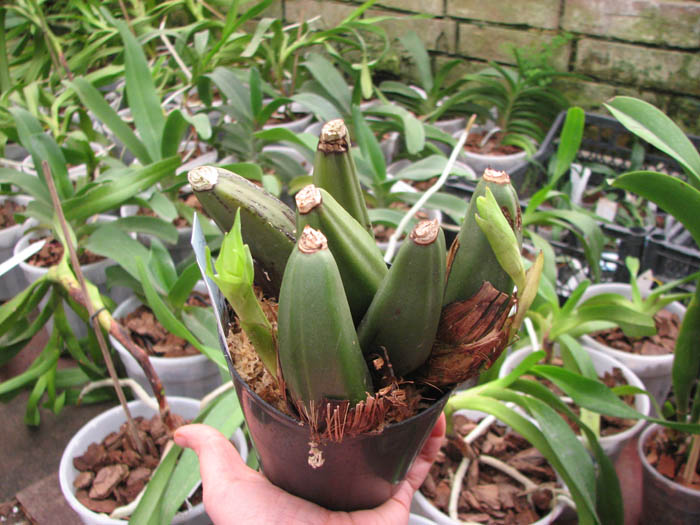 Lycaste Midas.jpg