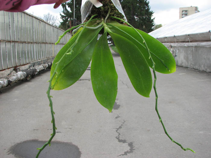 Phalaenopsis tetraspis.jpg