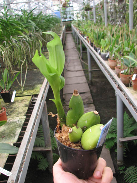 Lycaste Muromachi.jpg