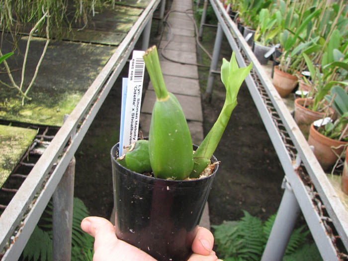 Lycaste Shonan Melody (Sunray 'Odette' x Shoalhaven 'Kyoto').jpg