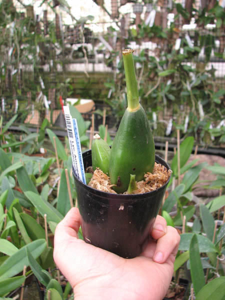 Lycaste Arisugawa (Kitayama x Shoalhaven 'Kyoto').jpg