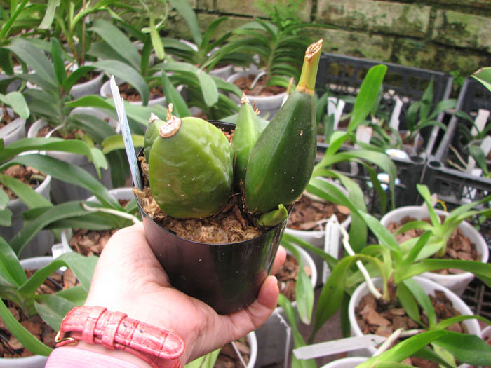 Lycaste Mem Kageyuki Mito.jpg