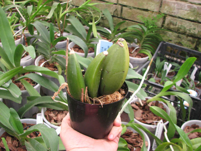 Lycaste Strawberry Fizz (tricolor x Shoalhaven Miss Shonan ).jpg