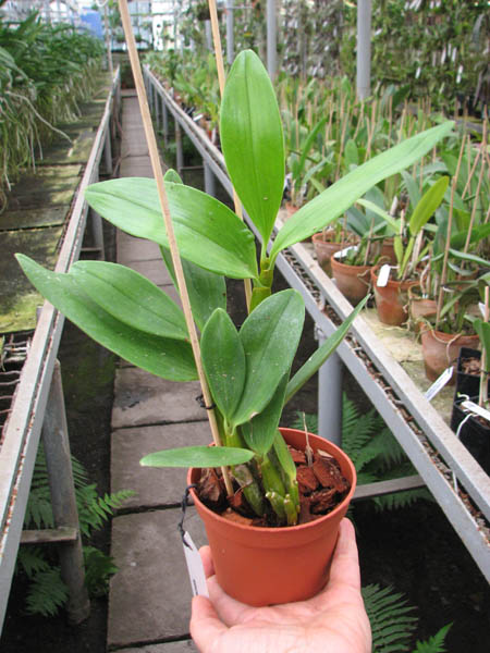 Dendrobium spectabile.jpg