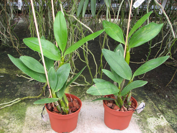 Dendrobium spectabile.jpg