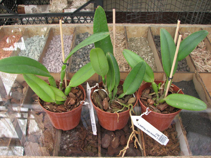 Cattleya maxima rubra 'Peruana' x SELF.jpg