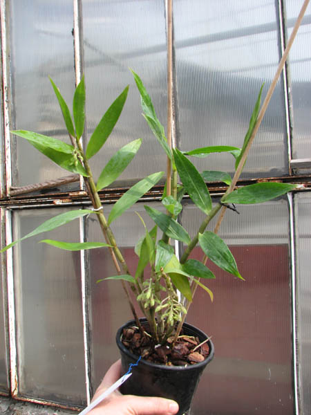 Dendrobium ionopus.jpg
