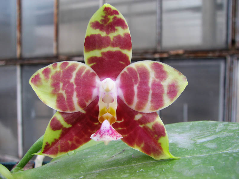 Phalaenopsis (Gelblieber x mariae).jpg