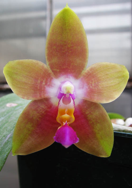 Phalaenopsis Penang Girl.jpg