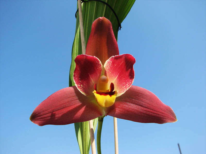 Angulocaste Red Jewel.jpg