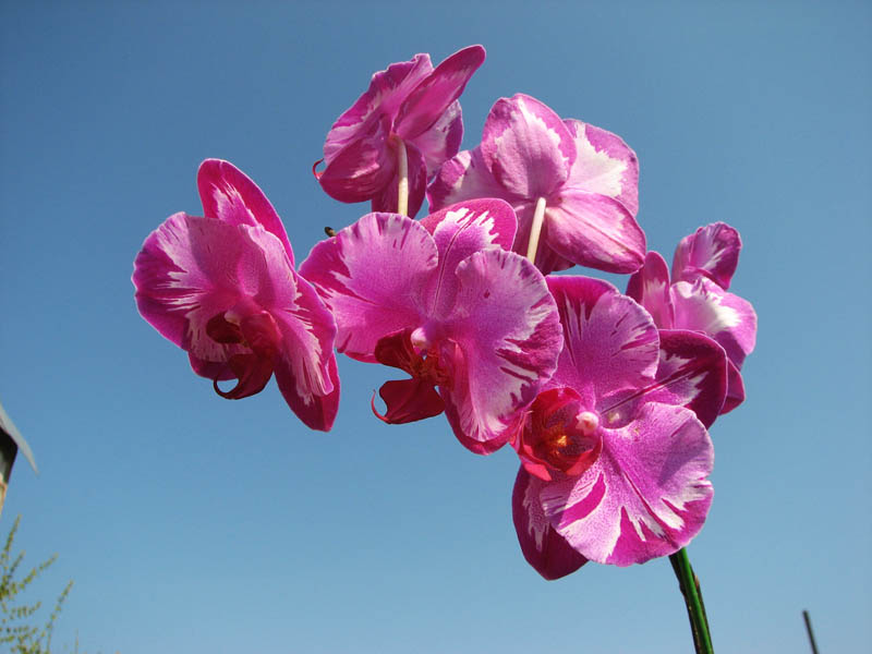 Doritaenopsis Taiwan Red Cat 'Red Cat'.jpg