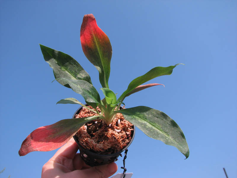 Stenorrhynchos speciosus.jpg