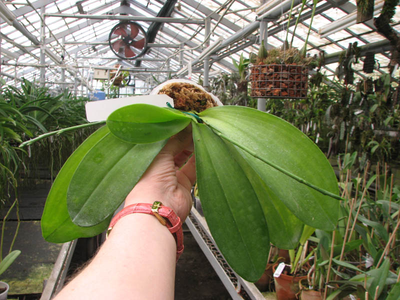 Phalaenopsis hieroglyphica.jpg