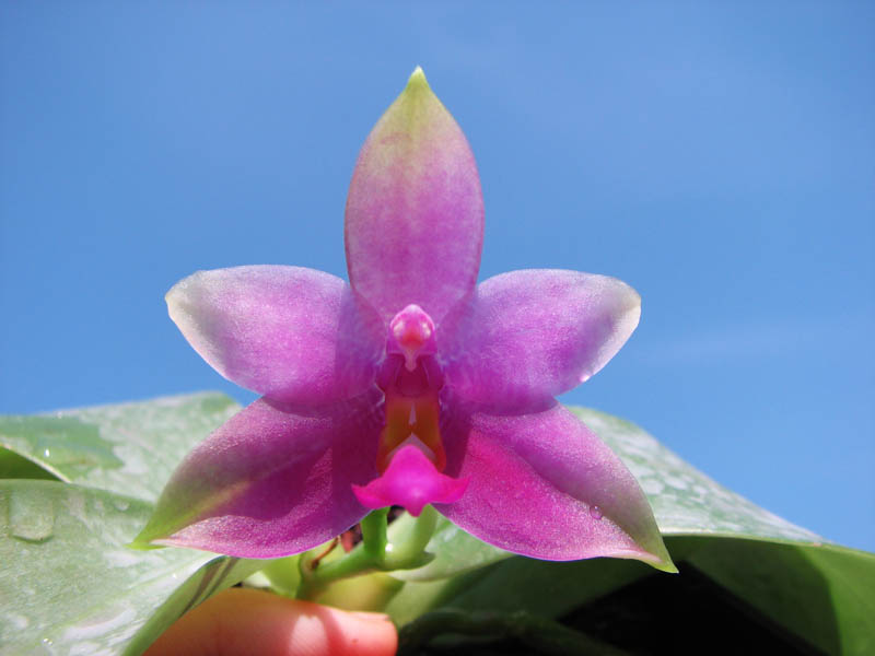 Phalaenopsis violacea 'Red'.jpg