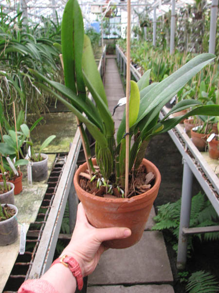 Laeliocattleya Chan Hsiu Jewel 'San Mei'.jpg