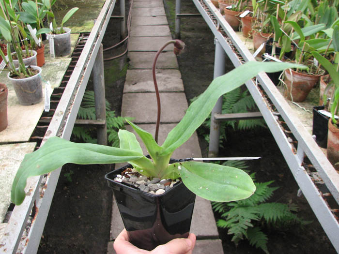 Paphiopedilum glaucophyllum.jpg