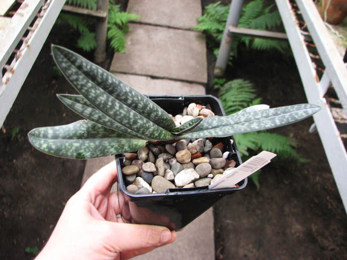 Paphiopedilum armeniacum.jpg