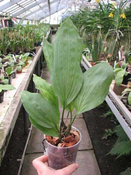 Stanhopea tigrina.jpg