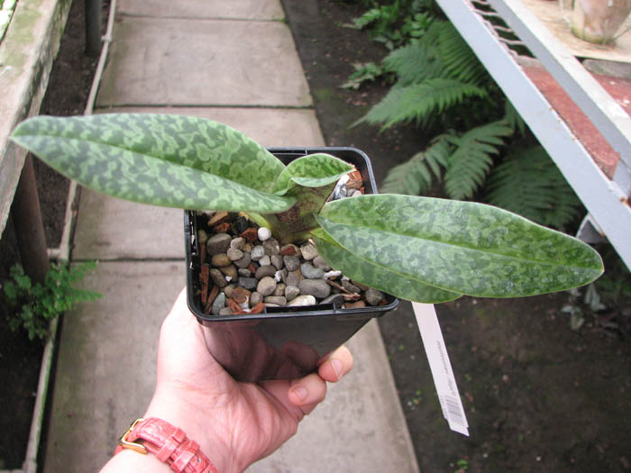 Paphiopedilum venustum.jpg