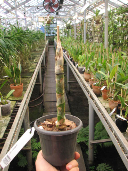 Cycnoches cooperi.jpg