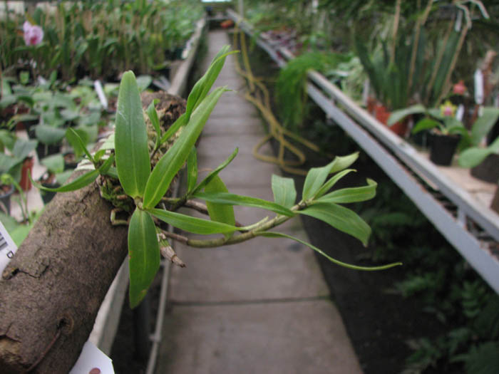 Dendrobium christyanum.jpg