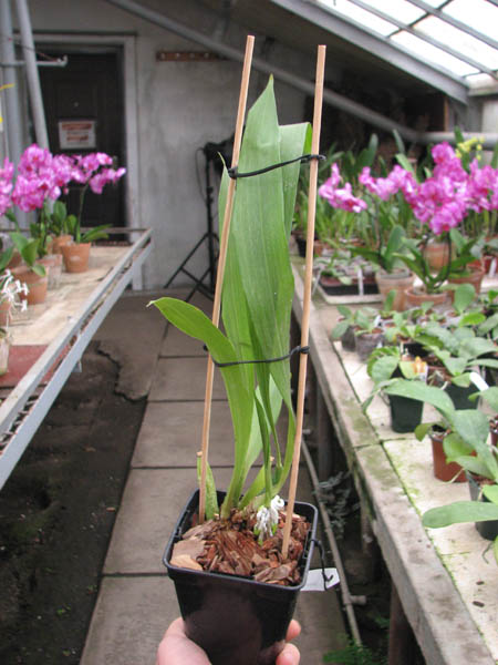 Zygopetalum 'Rhein Blue Angel'.jpg
