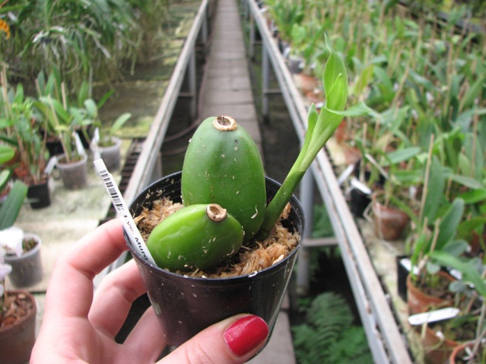 Lycaste Muromachi.JPG