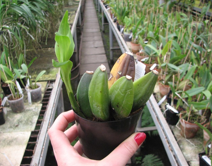 Lycaste Kiama 'Miss Kobe'.JPG